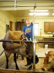 How to Start and Manage a Micro Dairy, Step 12: The Business Model We Chose Image